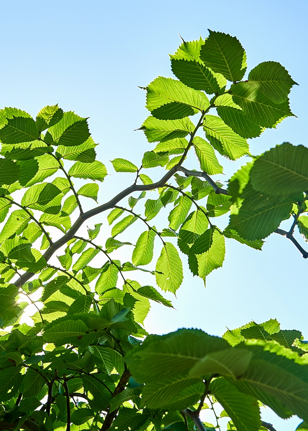 Вяз шершавый 'Pendula', stu 20-25