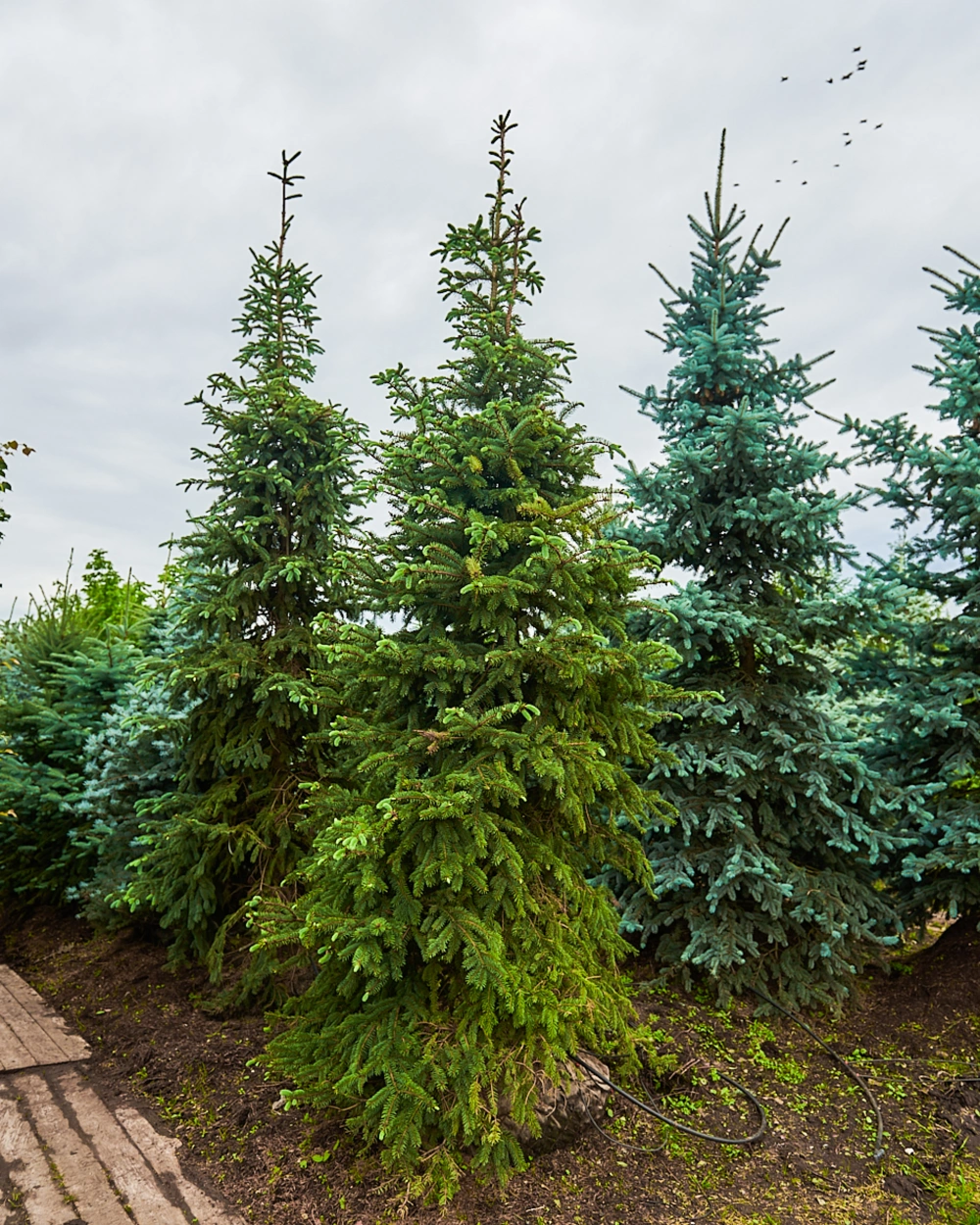 Ель колючая 'Glauca', H350-400