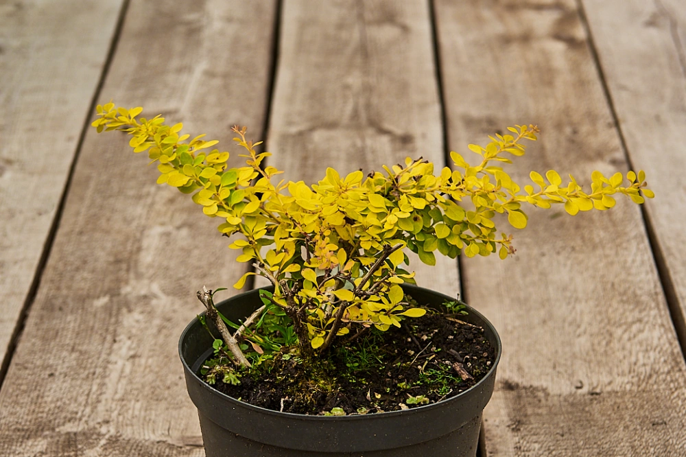 Барбарис тунберга 'Golden Carpet', H20-40
