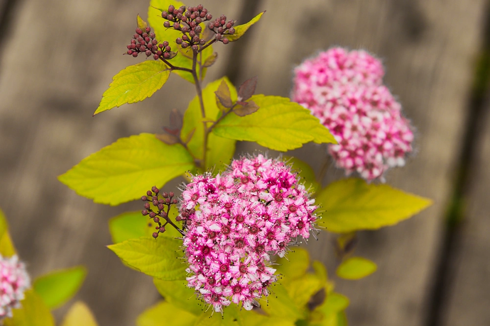 Спирея японская 'Golden Princess', H20-40
