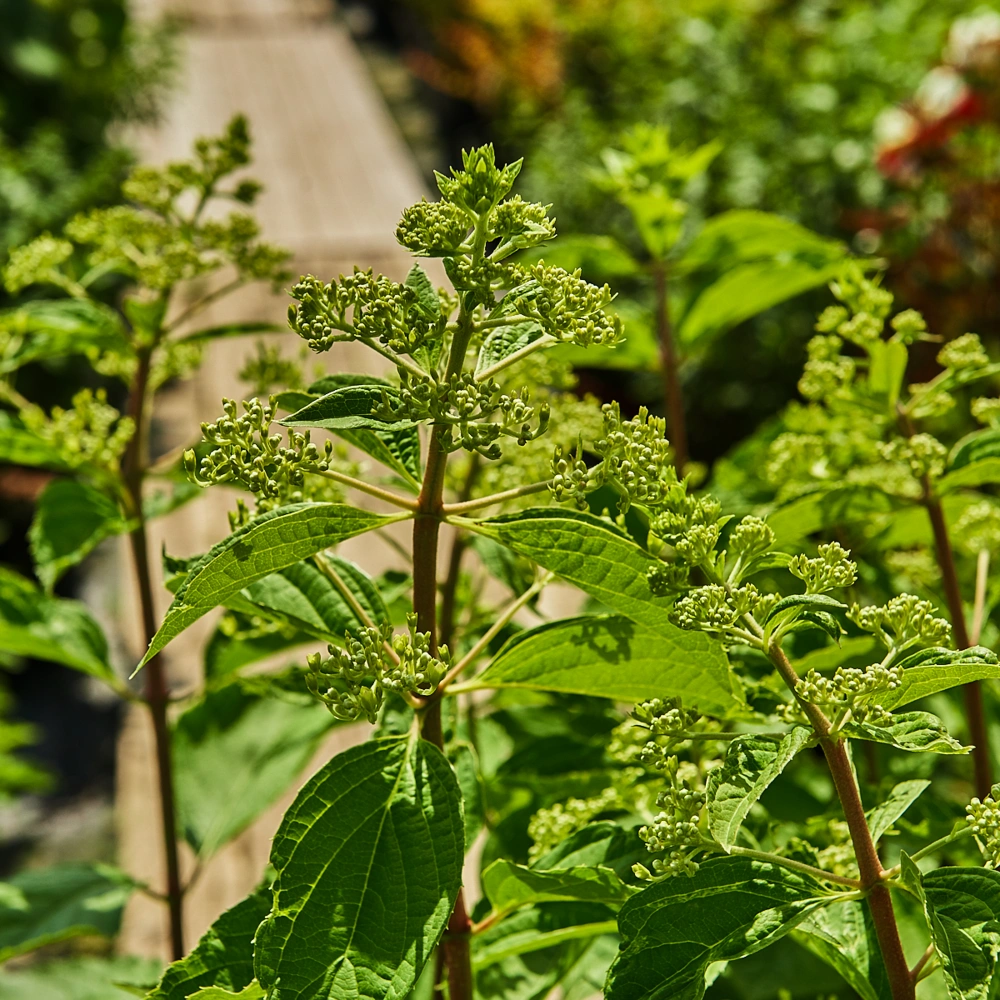 Гортензия метельчатая 'Phantom', H60-80