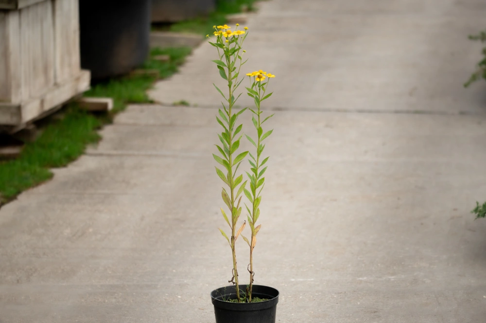 Гелениум гибридный 'Kanaria' (желтый),