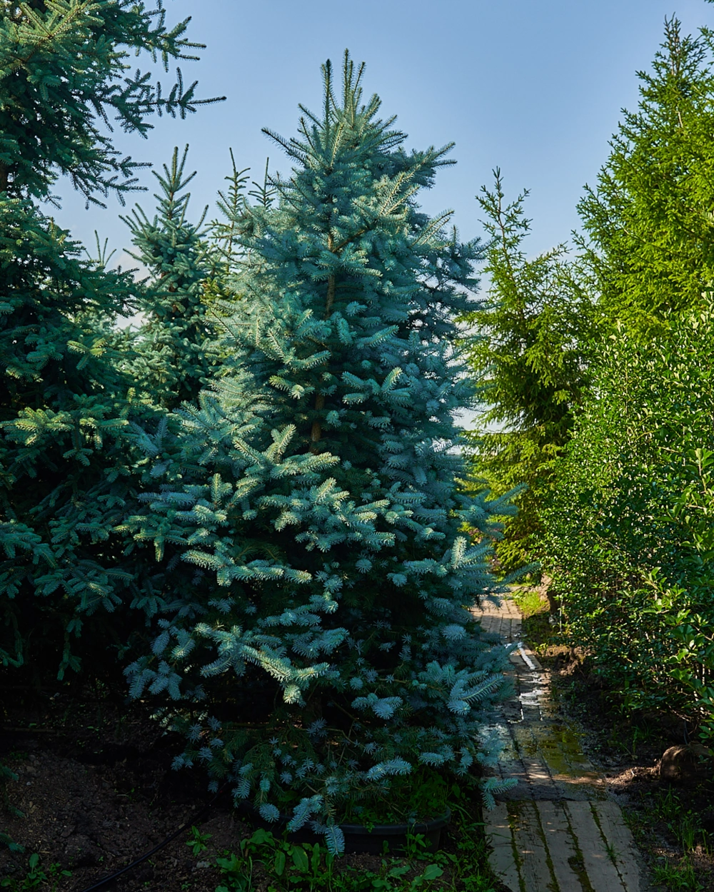 Ель колючая 'Blue Diamond', H250-300