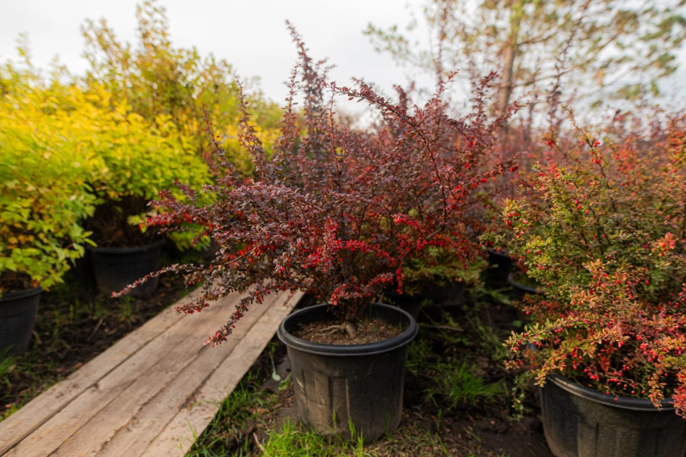 Барбарис тунберга 'Atropurpurea', H80-100