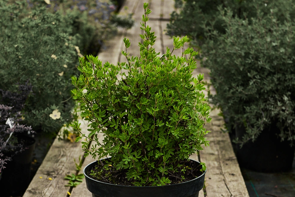 Лапчатка кустарниковая 'Abbotswood', H40-60