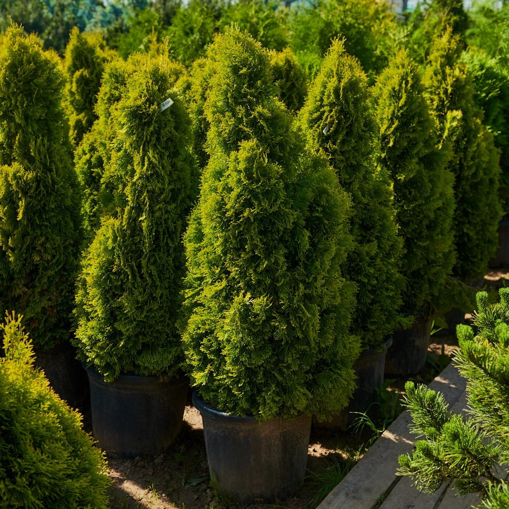 Туя западная 'Golden Smaragd', Н100-125