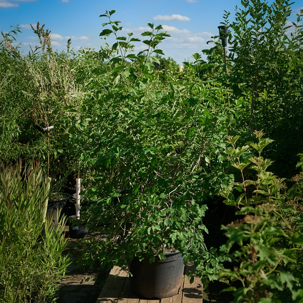 Калина обыкновенная, H100-125