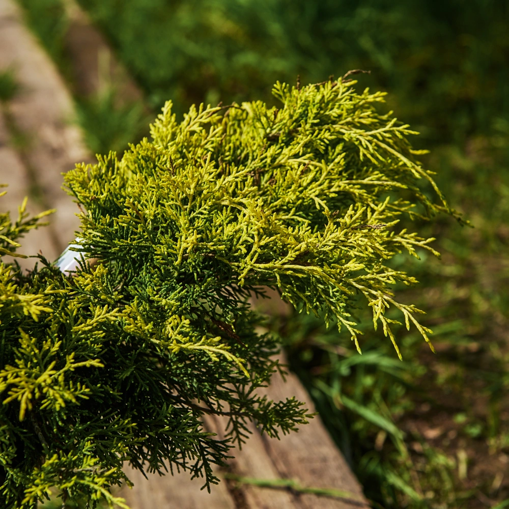 Можжевельник чешуйчатый 'Gold Tip', H20-40