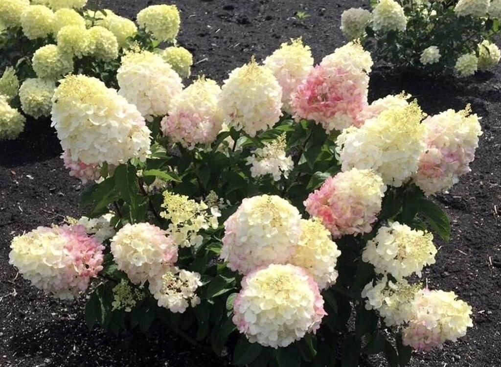 Гортензия метельчатая 'Little Blossom', H40-60