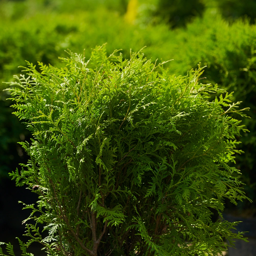 Туя западная 'Woodwardii', H40-60