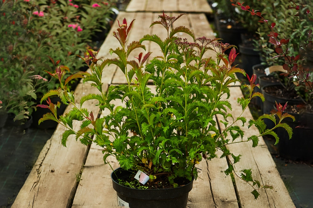 Спирея японская 'Crispa', H20-40