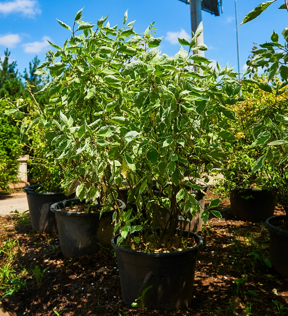 Дерен белый 'Elegantissima', H175-200