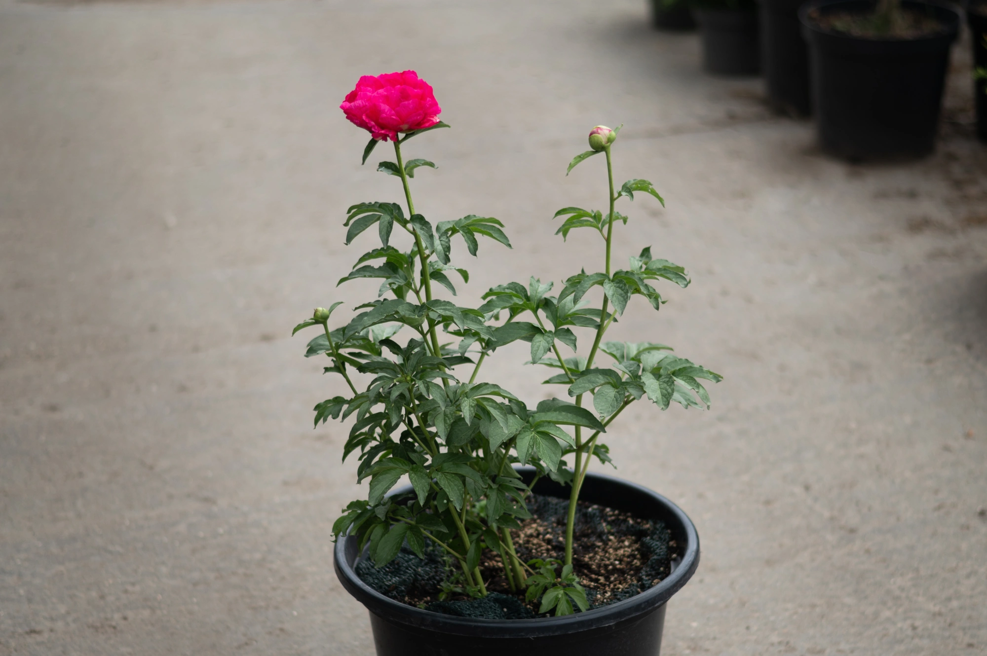 Пион молочноцветковый 'Athens' (темно розовый),