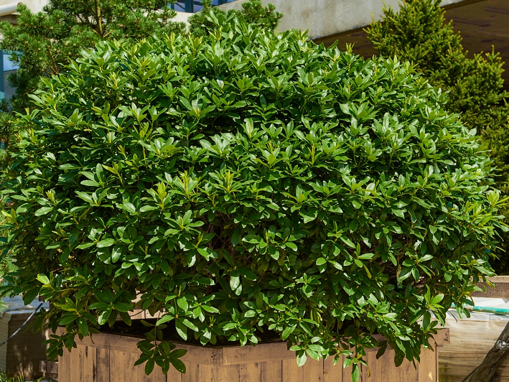 Рододендрон гибридный 'Cunningham's White', H60-80х125-150