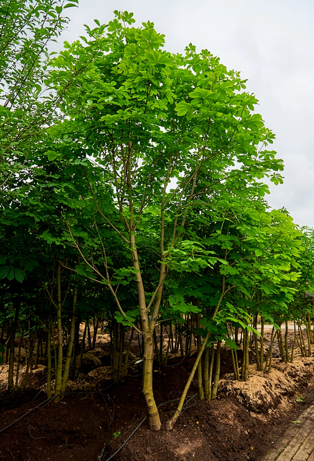 Каштан конский, mst H300-350