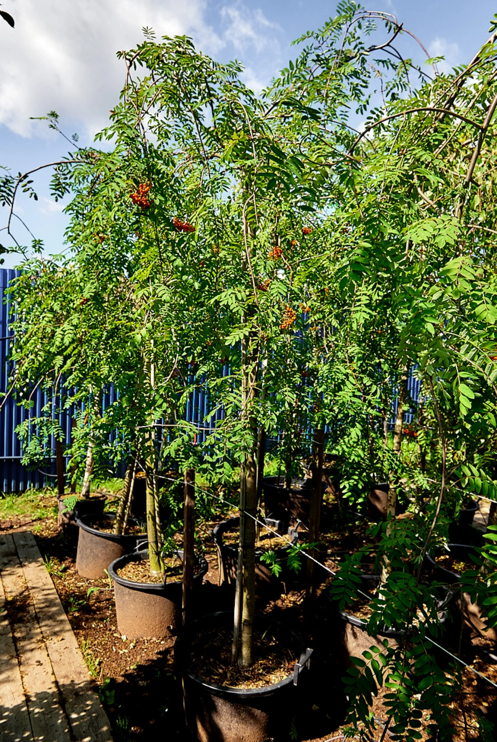 Рябина обыкновенная 'Pendula', stu 14-16