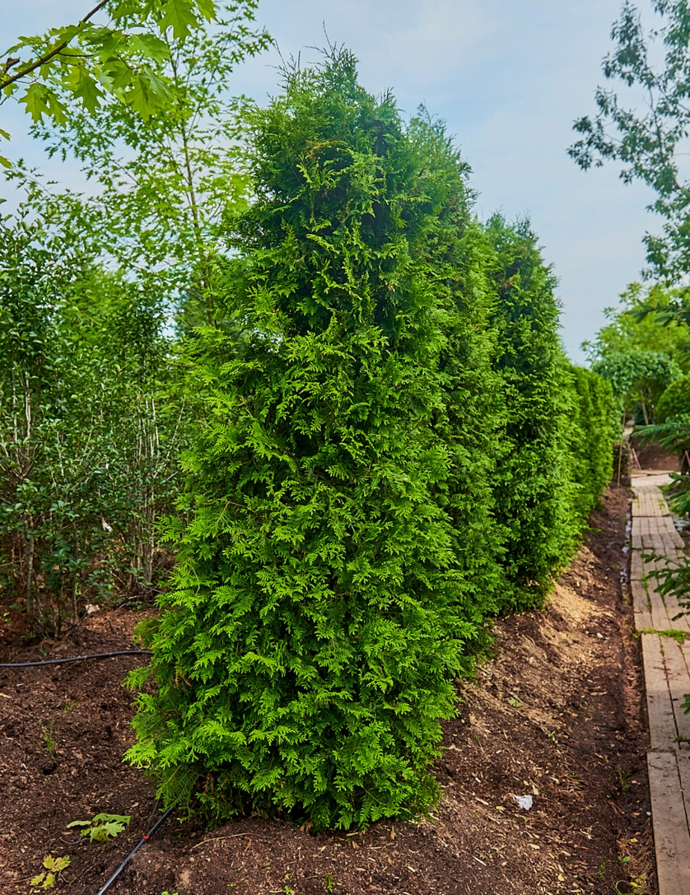 Туя западная 'Brabant', H275-300