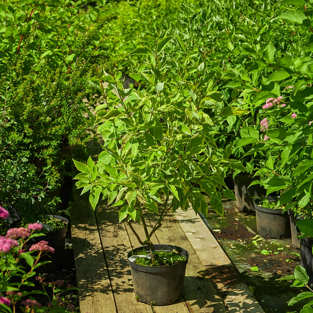 Дерен белый 'Gouchaultii', H40-60