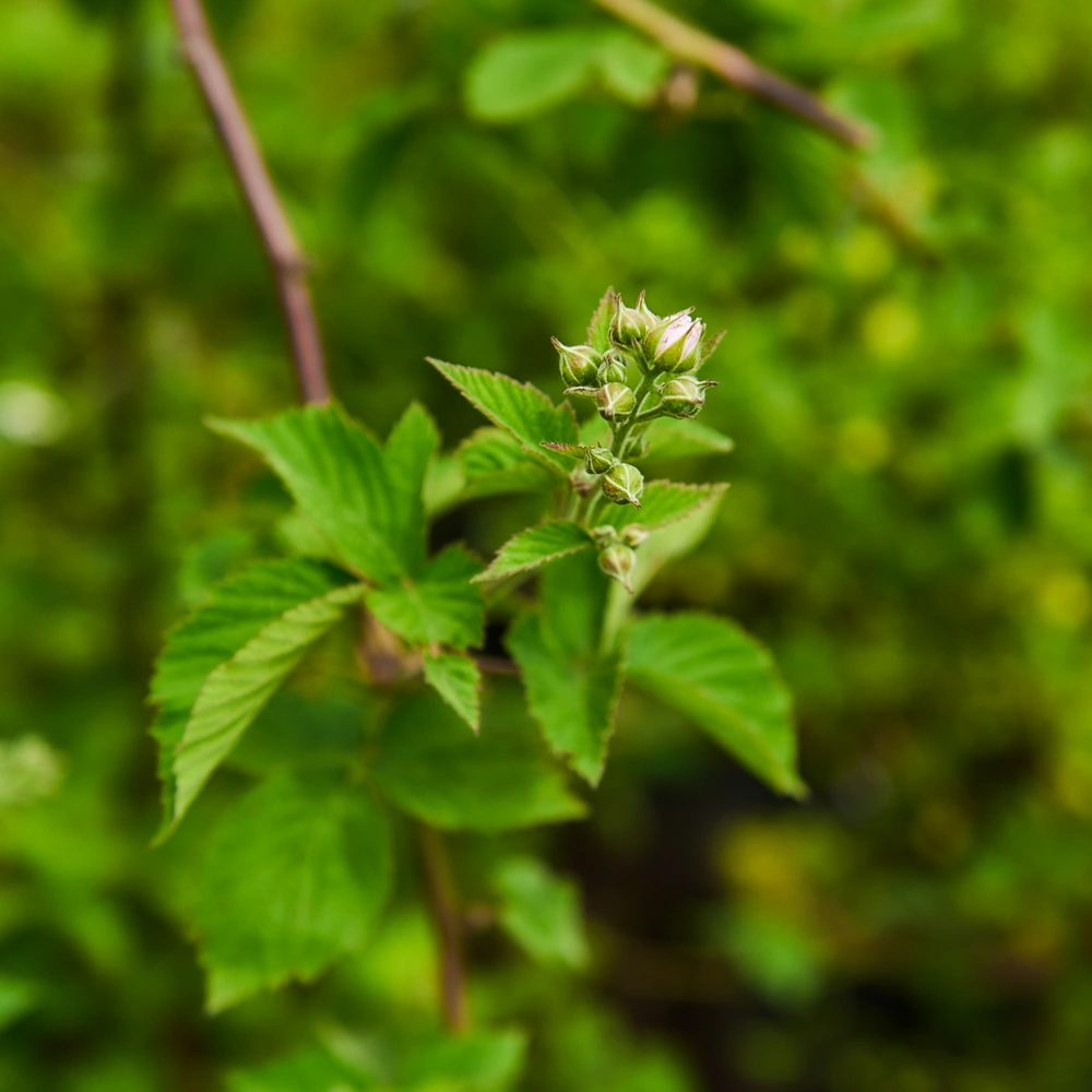 Ежевика кустистая 'Triple Crown' (средний очень крупный черный), H150-175
