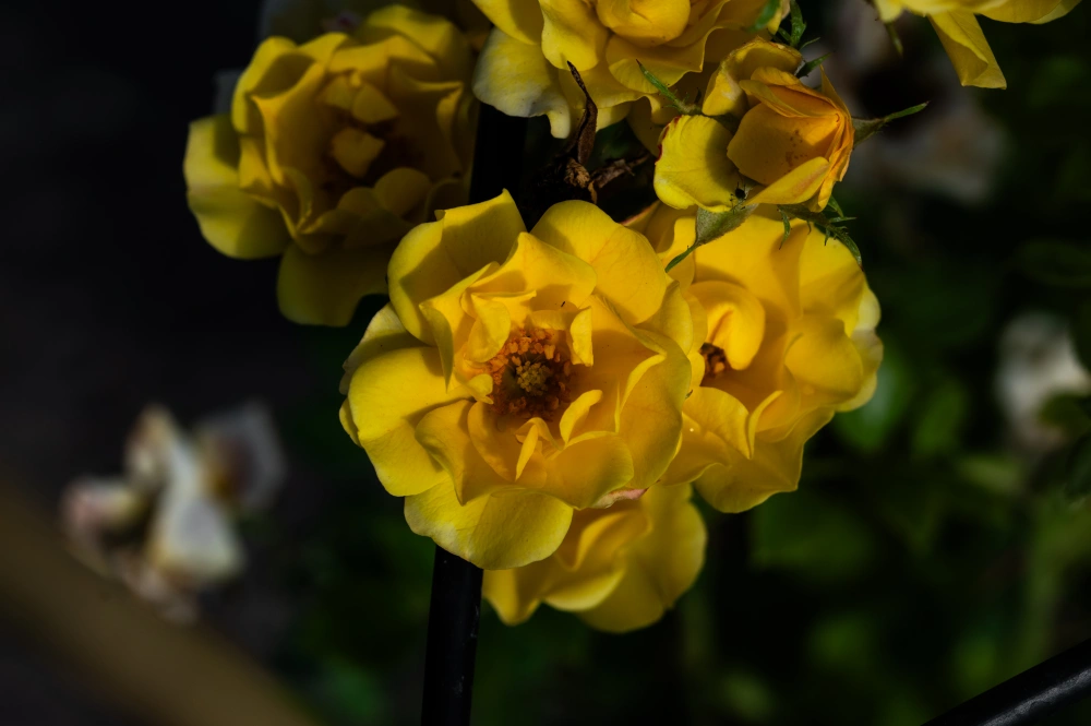 Роза почвопокровная 'Yellow Fairy' (желтая),
