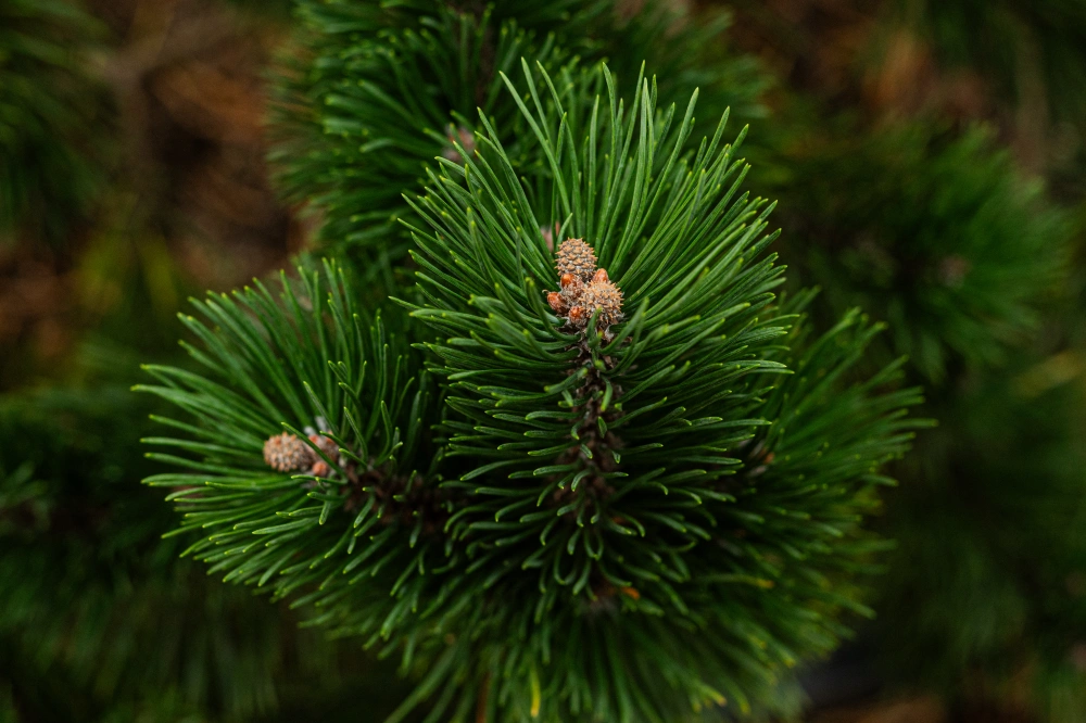 Сосна горная 'Gnom', H125-150