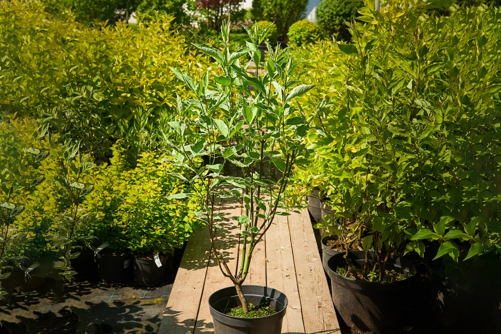 Дерен белый 'Elegantissima', H60-80