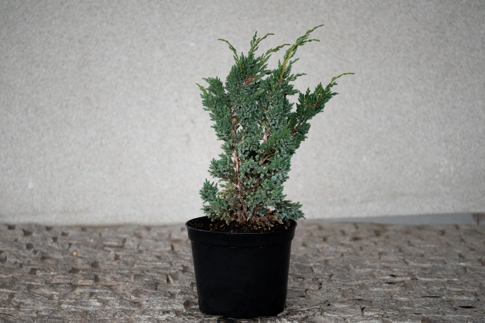 Можжевельник чешуйчатый 'Blue Compact', H40-60