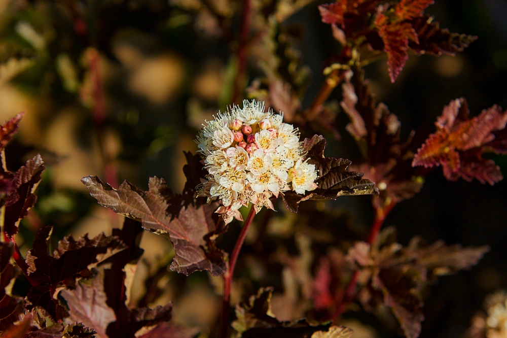 Пузыреплодник калинолистный 'Red Baron', H80-100
