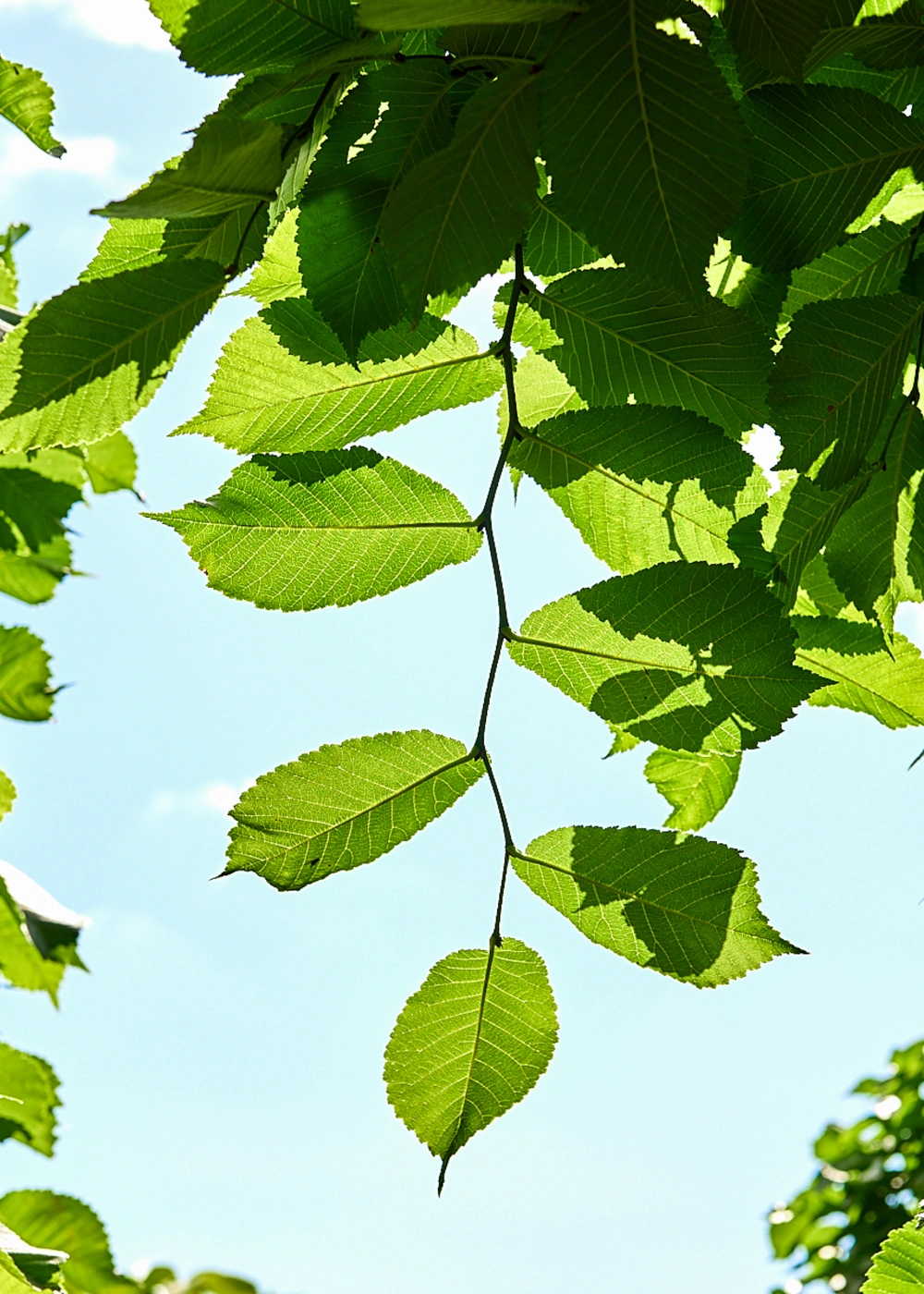 Вяз шершавый 'Pendula', stu 45-50