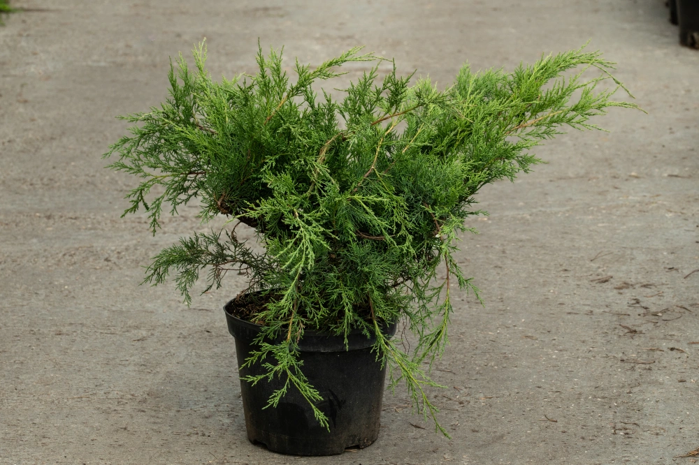 Можжевельник средний 'Pfitzeriana Glauca', H40-60