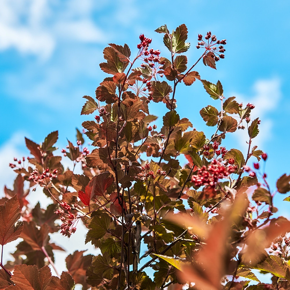 Пузыреплодник калинолистный 'Diabolo', H150-175