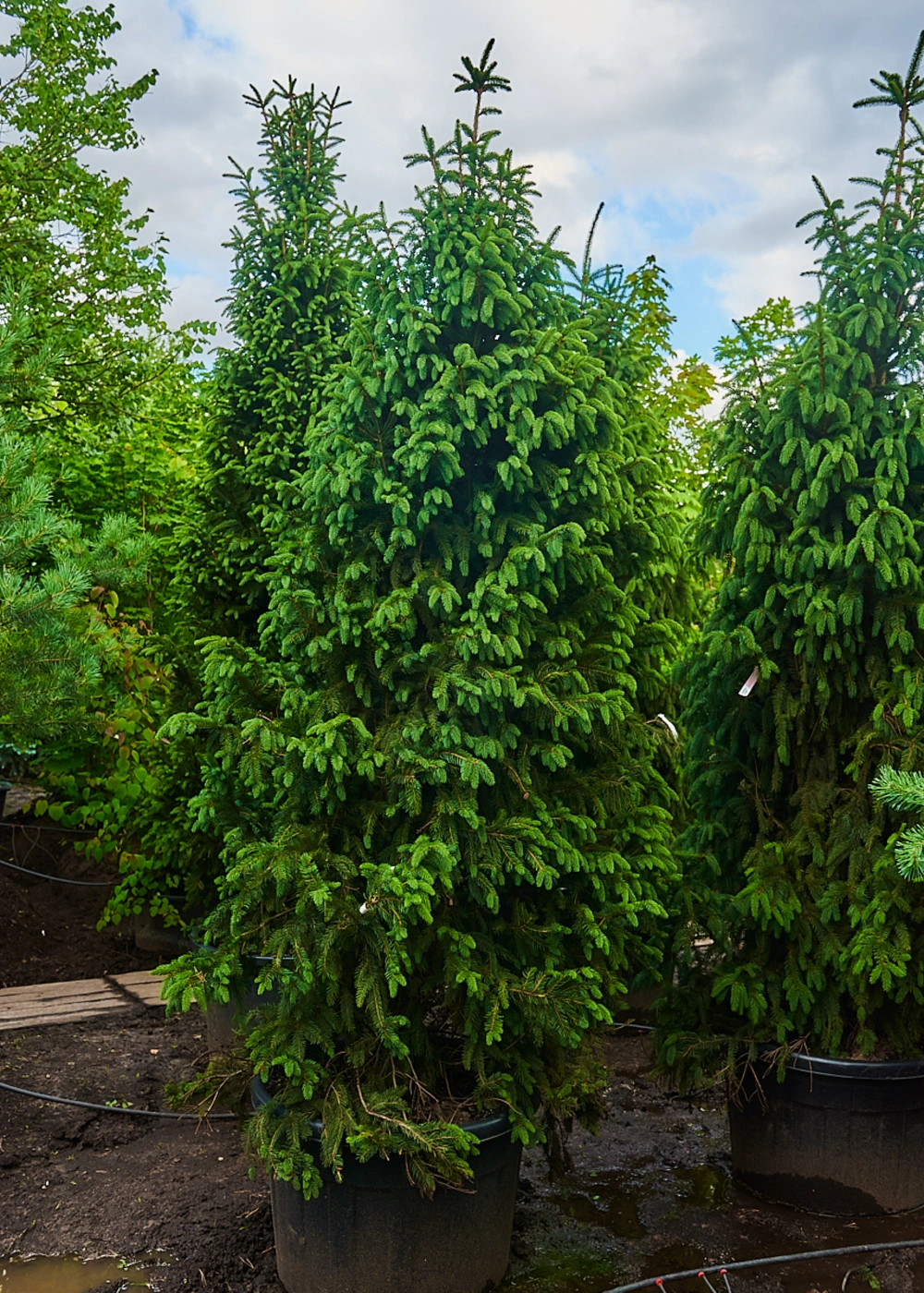 Ель обыкновенная 'Columnaris', H275-300