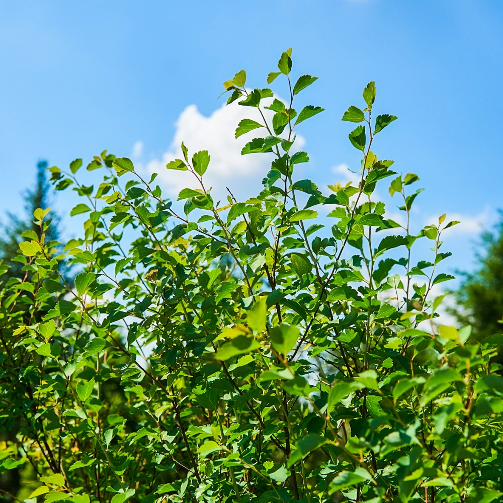 Спирея Ван-Гутта, H125-150