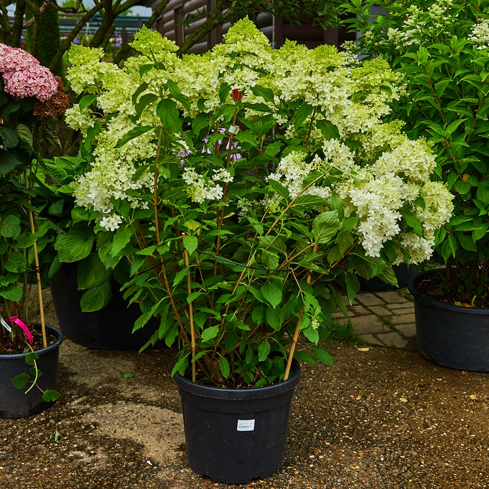 Гортензия метельчатая 'Phantom', H100-125