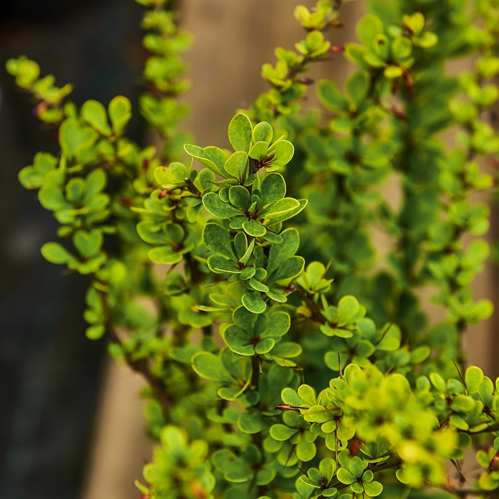 Барбарис тунберга, H40-60