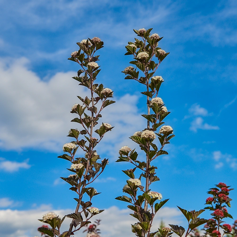 Пузыреплодник калинолистный 'Red Baron', H150-175