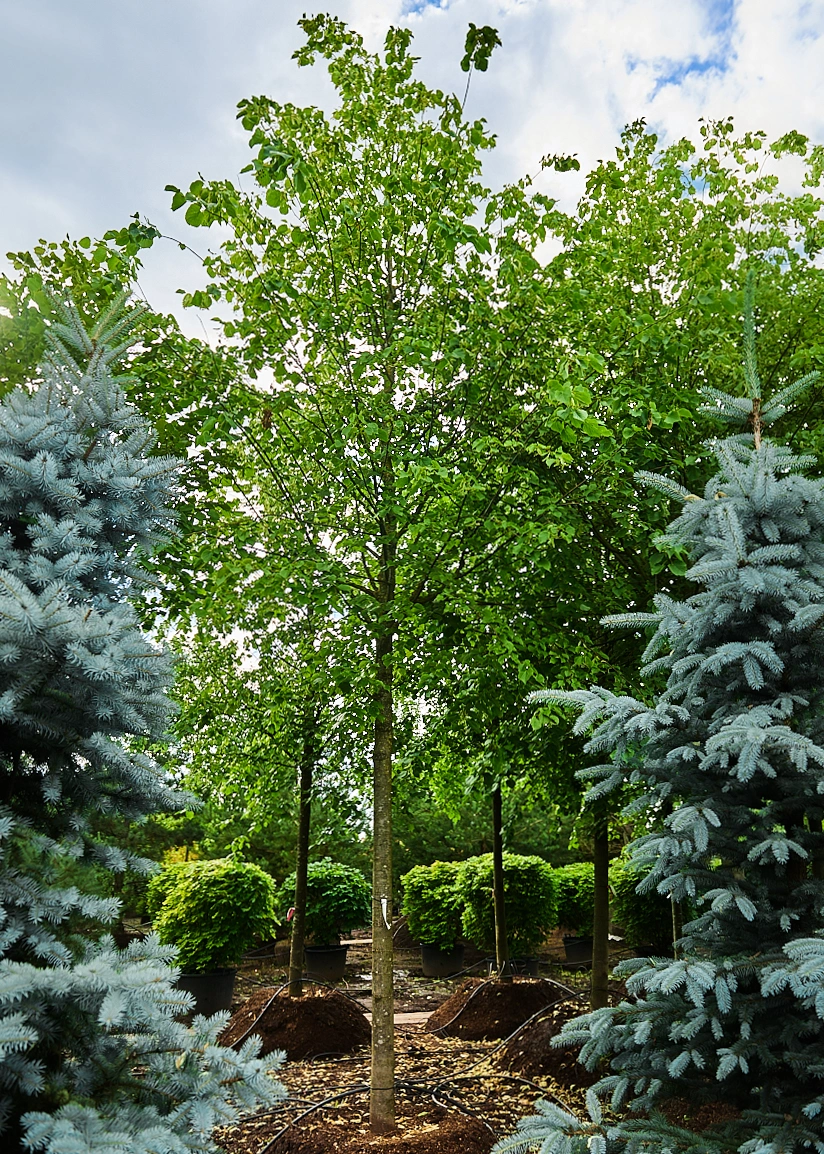 Липа европейская 'Pallida', stu 30-35