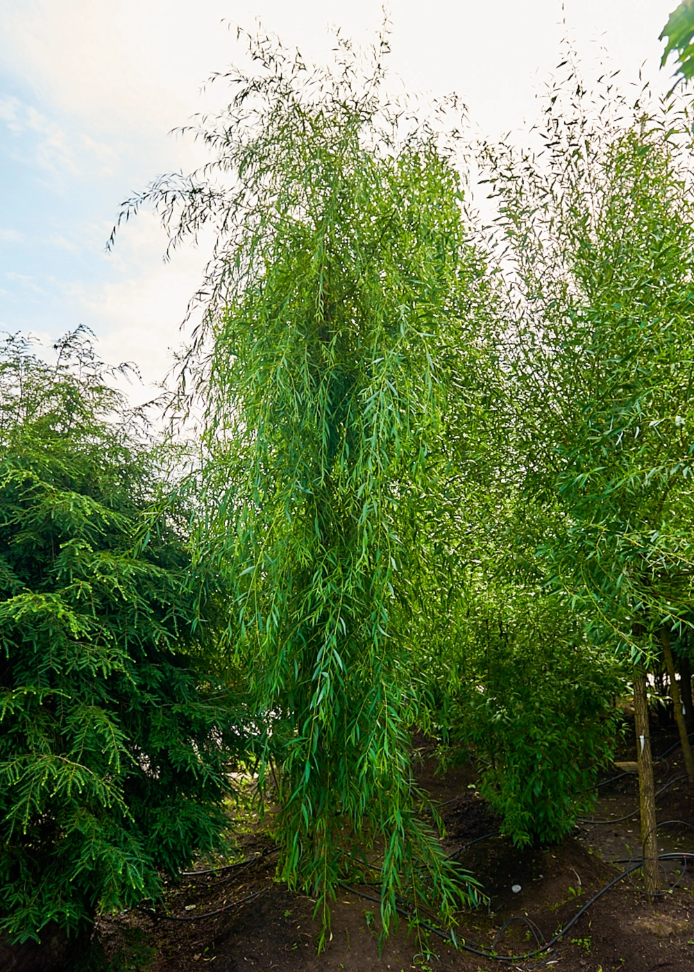 Ива белая 'Chrysocoma', stu 30-35