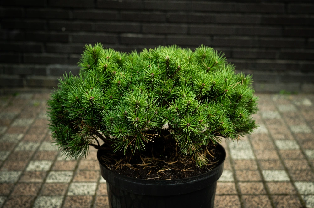 Сосна горная 'Mini Mops', H20-40