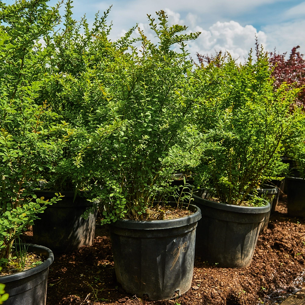 Барбарис тунберга, H100-125