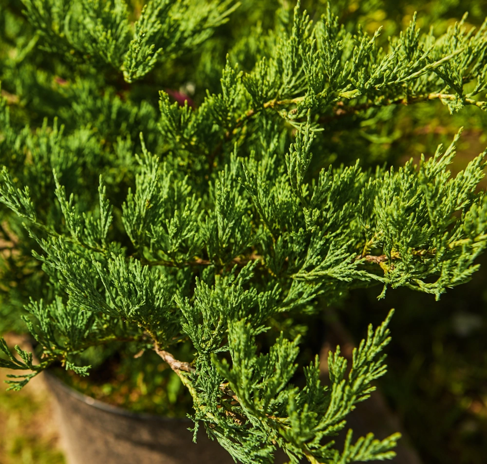 Можжевельник горизонтальный 'Hughee', H20-40