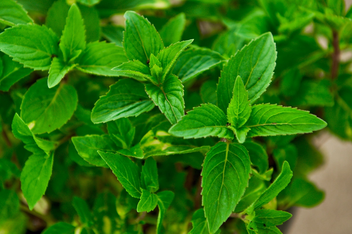 Мята гибридная 'Gringer Mint'
