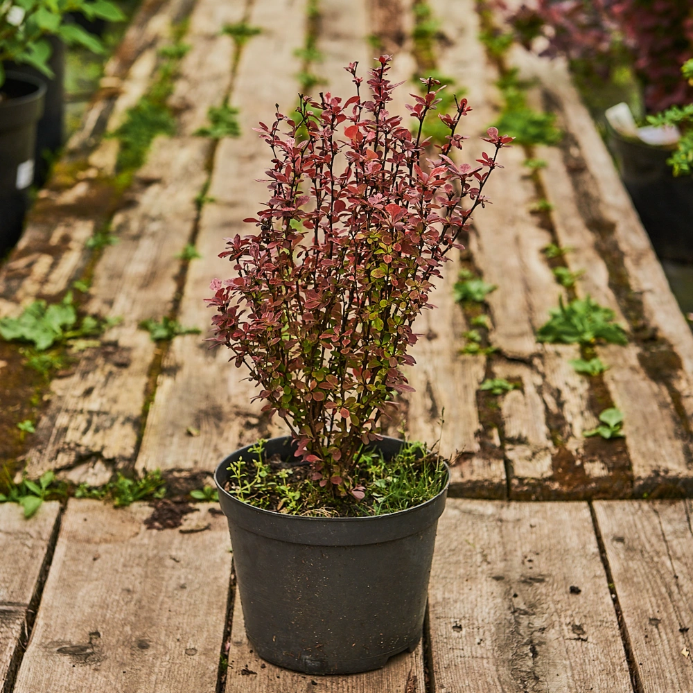 Барбарис тунберга 'Rose Rocket', H20-40