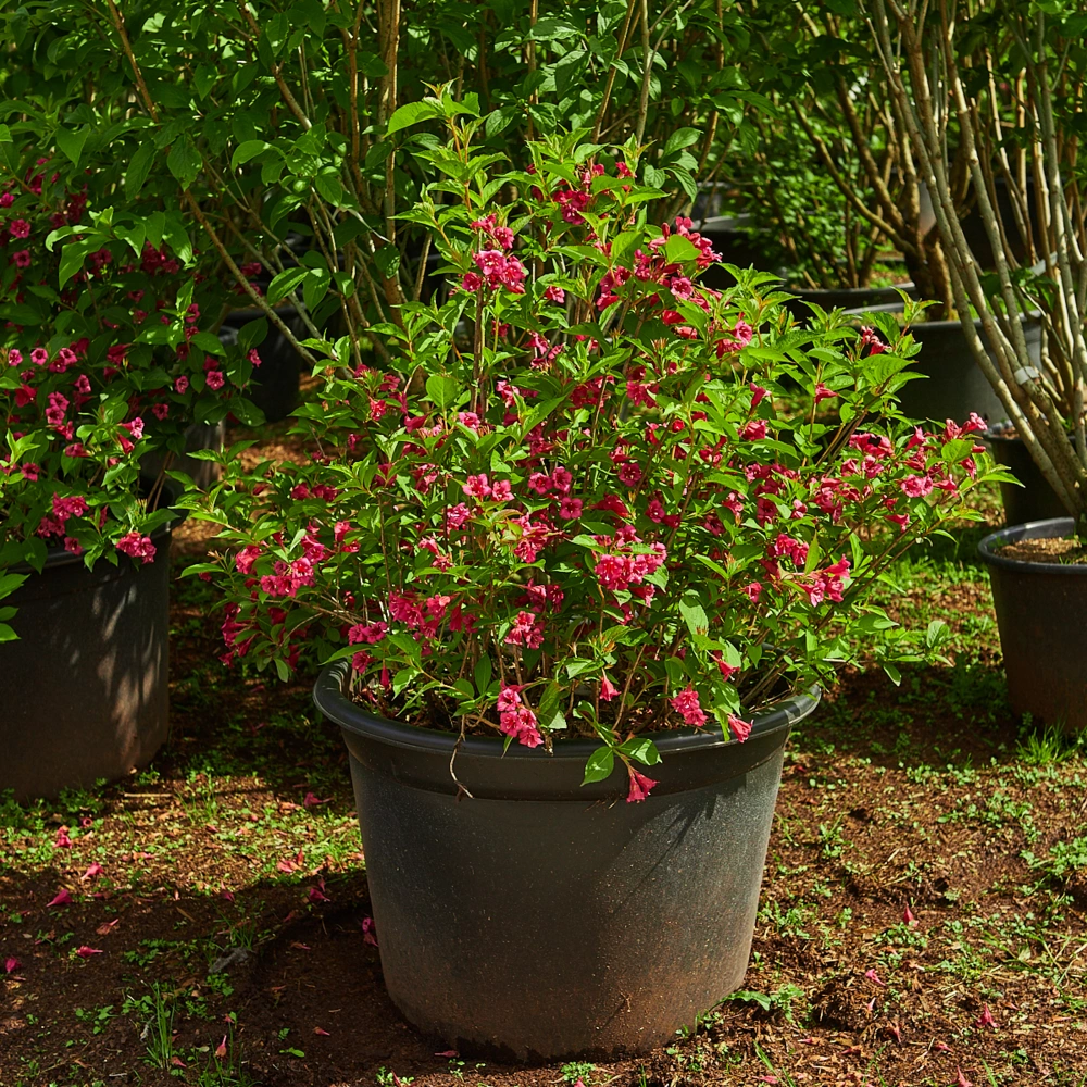 Вейгела гибридная 'Bristol Ruby', H60-80