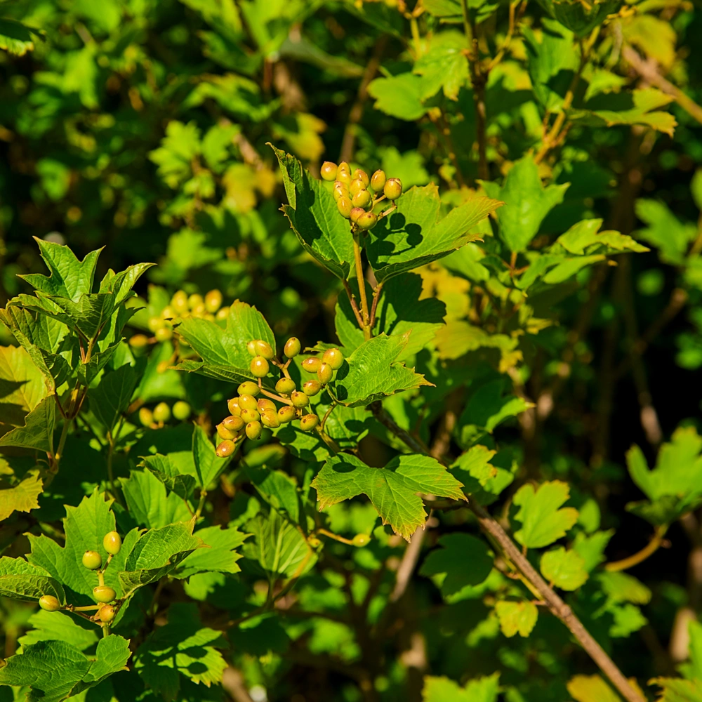 Калина красная 'Красная Гроздь' (средний темно-красный), H150-175