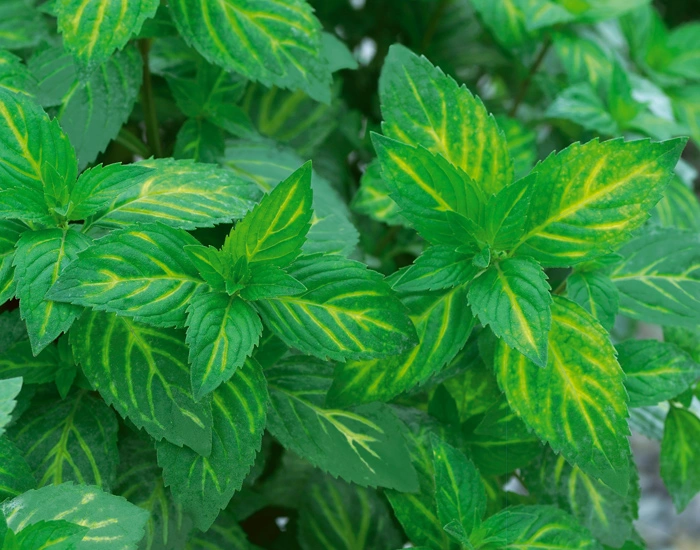 Мята гибридная 'Gringer Mint'