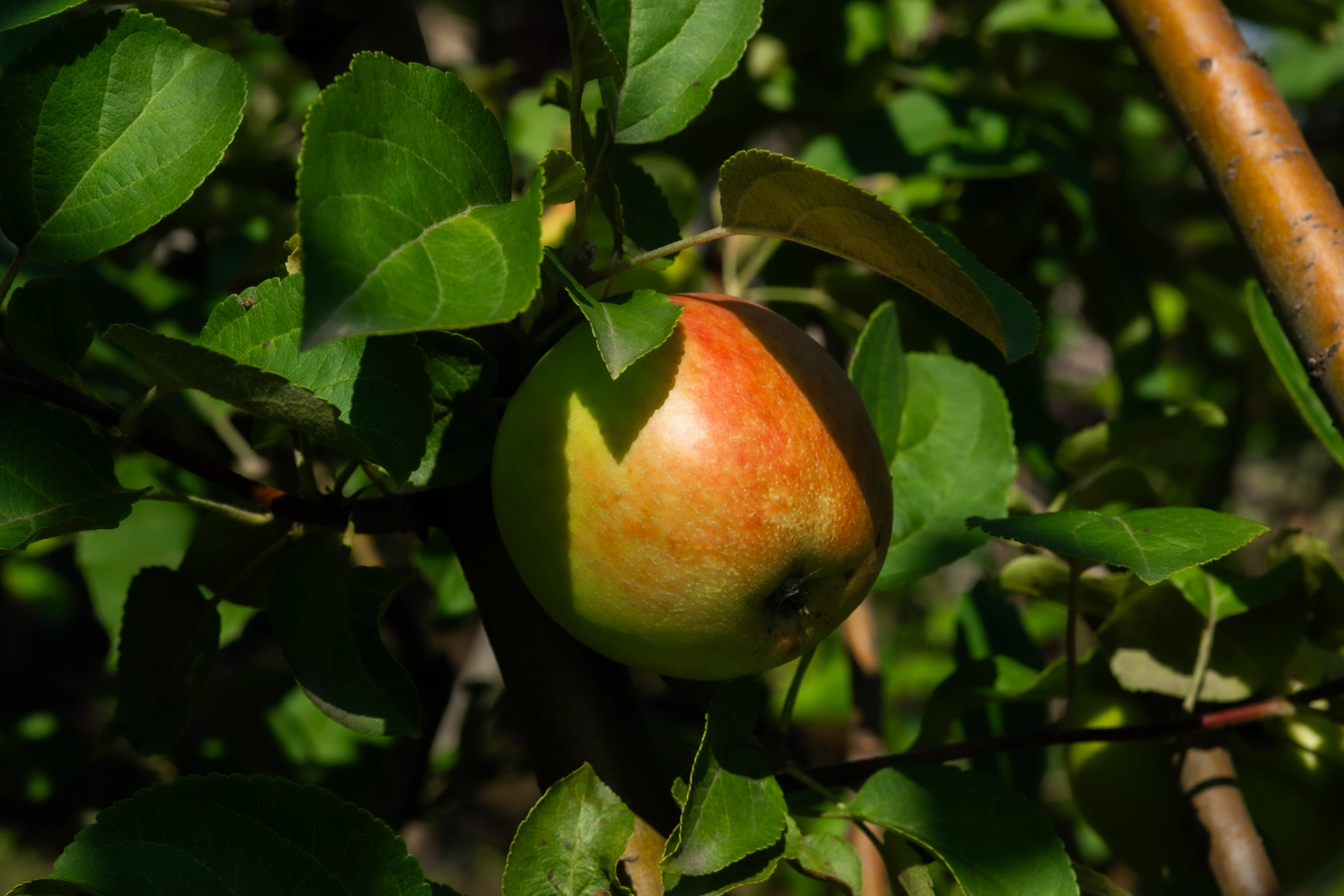 Яблоня домашняя 'Веньяминовское' (З малиновое), 7-9 лет