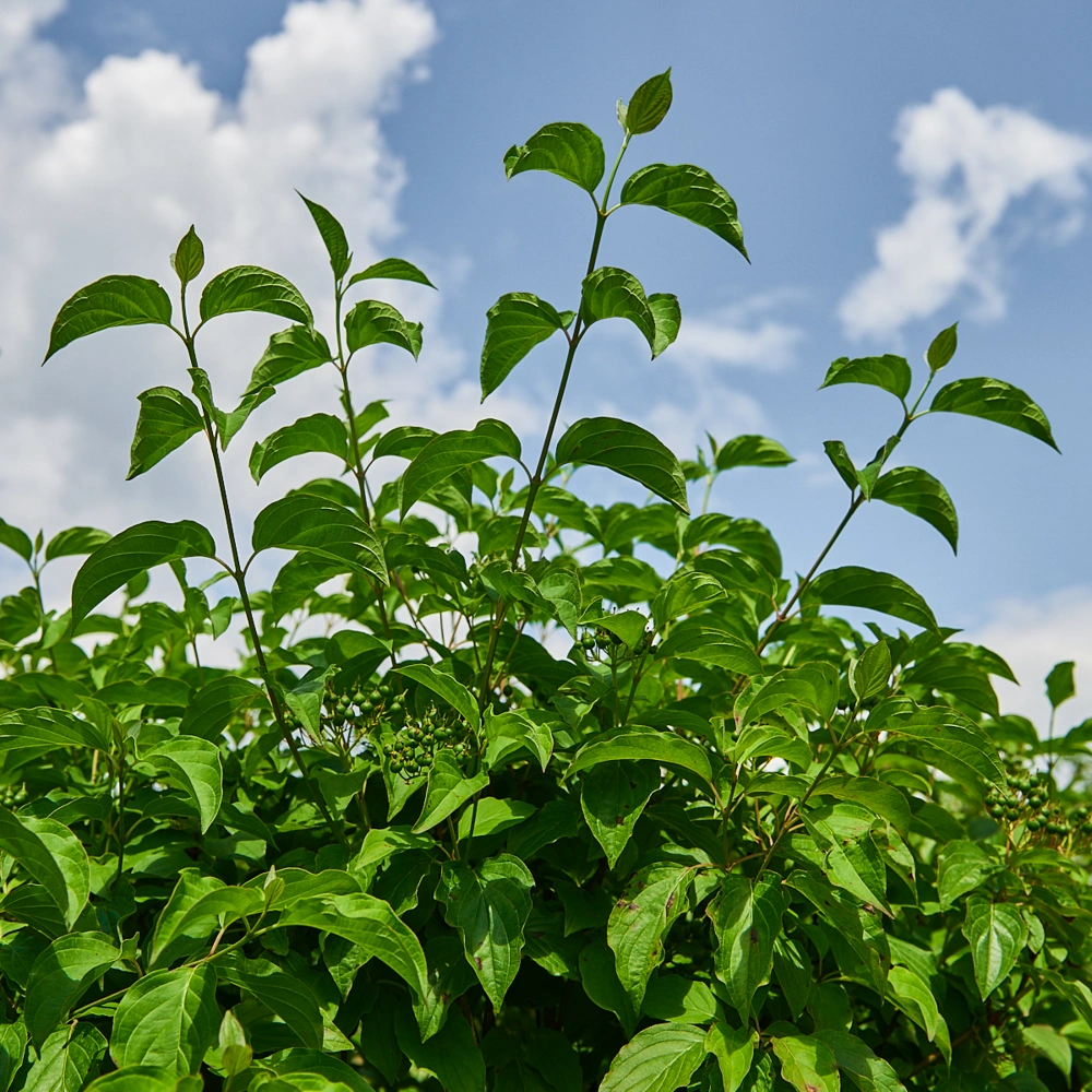 Дерен кроваво-красный, H60-80