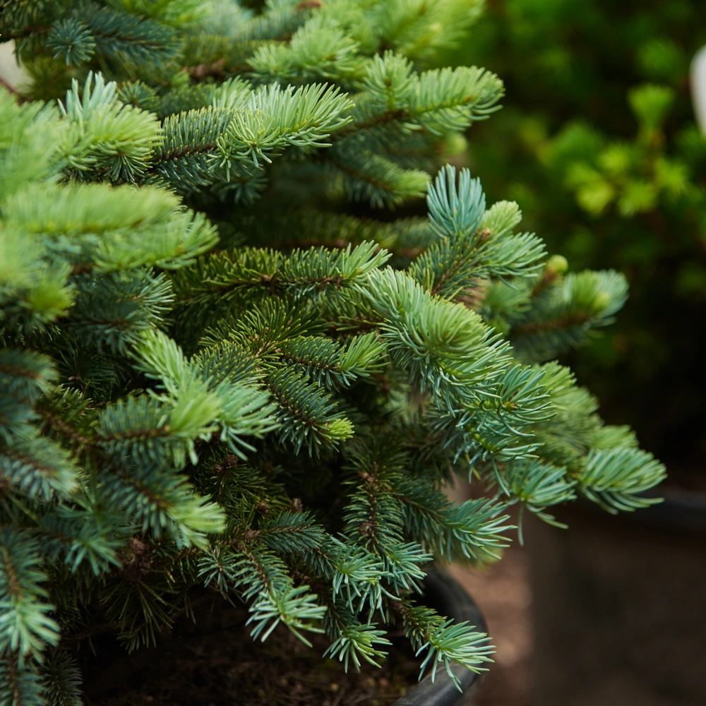 Ель колючая 'Glauca Globosa', H40-60