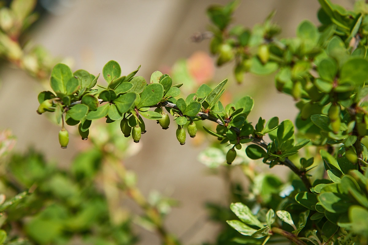 Барбарис тунберга 'Starburst', H40-60